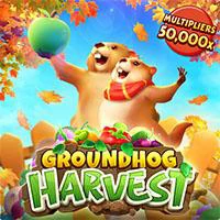 Ground Hog Harvest